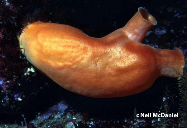 Photo of Halocynthia aurantium by <a href="http://www.seastarsofthepacificnorthwest.info/">Neil McDaniel</a>